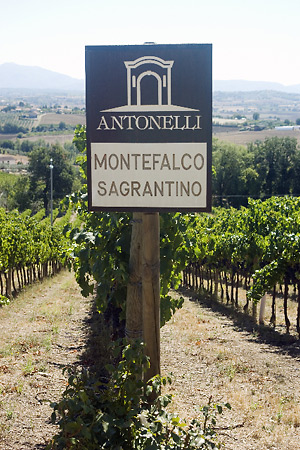 Antonelli vineyard