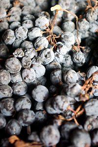 Drying grapes