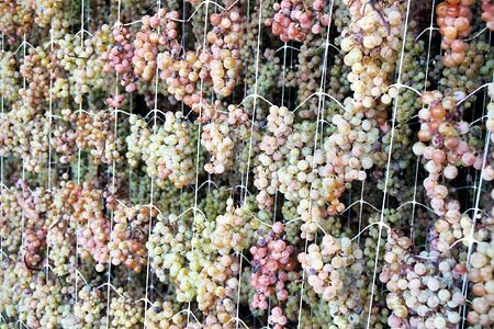 Garganega grapes