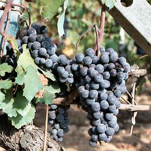 Nebbiolo grapes