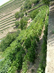 Quinta do Noval Nacional vineyard