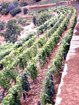 Quinta do Noval Nacional Vineyard