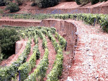 Nacional vineyard