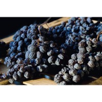 Dried Corvina grapes destined for Amarone. Image from What is Amarone wine? in Decanter magazine, June 3, 2021.