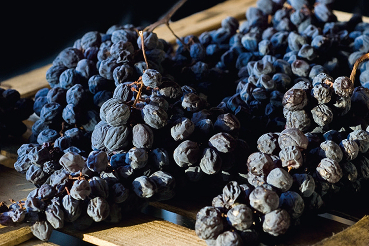 Dried Corvina grapes destined for Amarone.