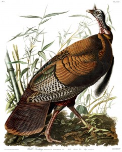 Wild turkey painted by John James Audubon.