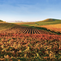 Bouchaine Winery offers extensive virtual visits with wine maker face time, for a fee.