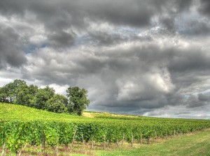 A stormy summer day in the Côtes du Bourg vineyards. (Wikimedia Commons)