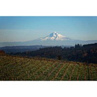 Chehalem Winery's Chehalem Mountain vineyard scene, with Oregon's Mount Hood looming in the distance.