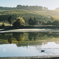 Cline's Sonoma Coast vineyards are Certified California Sustainable.
