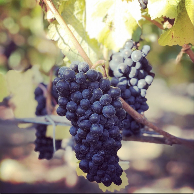 "Clouston & Co's estate grown Pinot Noir