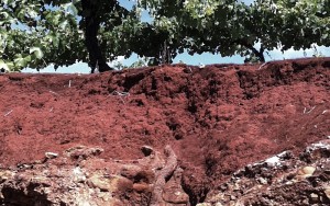 The iron-rich red soil ("Terra Rossa") of Australia's Coonawarra region forms a nurturing environment for Cabernet Sauvignon vines.