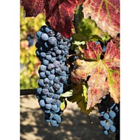 Zinfandel grapes ripening on the vine in Dry Creek Valley, Sonoma County, California, October 10, 2019. Photo by Frank Schulenburg, licensed under the Creative Commons Attribution-Share Alike 4.0 International license.