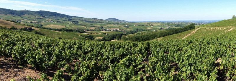 Domaine le Fagolet's Brouilly vineyards, from the domaine's web page.