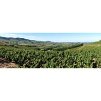 Domaine le Fagolet's Brouilly vineyards, from the domaine's web page.