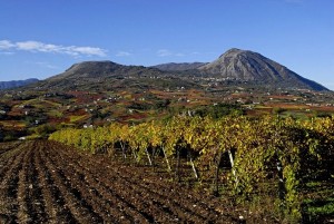 Falanghina del Sannio vineyard scene from Gambero Rosso.