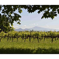 Mont Ventoux, a Provence landmark, is seen in the distance from Famille Perrin's Les Crus vineyards. . Photo from Perrin's Les Crus pages.
