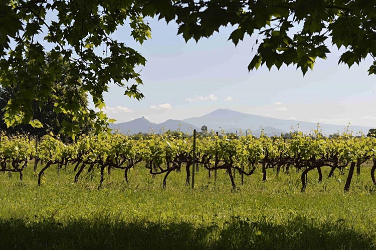 Mont Ventoux, a Provence landmark, is seen in the distance from Famille Perrin's Les Crus vineyards. . <a href="https://m.familleperrin.com/9D9RD89ZZT" target="_new">Photo from Perrin's Les Crus pages.</a>