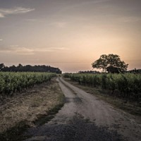 "Far from being a commercial choice," Domaine Filliatreau says of its decision to convert all its vineyards to organic and biodynamic agriculture, "this way of producing wine is, above all, based on the desire to respect nature and to create a lasting connection to the land."