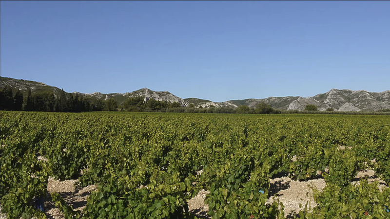 Vineyards at Mas de Gourgonnier, Les Baux de Provence, with the limestone peaks of Les Alpilles in the distance.