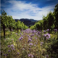 At Huia, wildflowers are key to our organic practices—attracting beneficial insects, enriching soil, and nurturing a thriving vineyard ecosystem naturally. They are also incredibly beautiful! (December 4, 2024 post on Huia's Instagram page.)