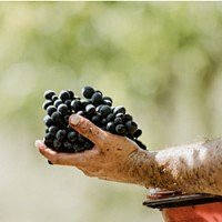 Harvesting ripe Montepulciano grapes at Cantina Jasci, producer of today's featured wine, the very food-friendly Atilia 2021 Montepulciano d'Abruzzo.