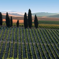 A scenic Sherry vineyard from Vinos de Jerez.