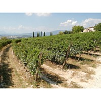 Grapes for Tommasi's Ripasso are grown in the family's Conca d’Oro, De Buris, and the pictured La Groletta vineyards.