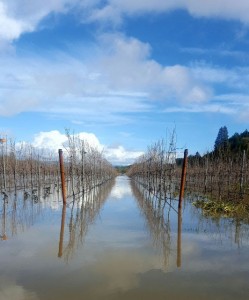 Flooded vineyard adjacent to Martin Ray Winery in Sonoma’s Russian River Valley