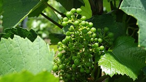 Chardonnay grapes in Moillard's vineyards.