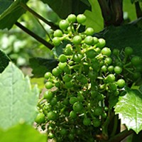 Chardonnay grapes in Moillard's vineyards.