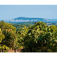 The Etang de Thau lagoon shimmers behind a Picpoul de Pinet vineyard in this photo from Vignobles du Languedoc's Picpoul de Pinet page.