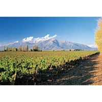 Chilean vineyards in the Puente Alto region, with the Andes as a backdrop.