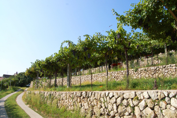 The historic Tommasi family vineyard, Rafaèl, is situated on one of the region's most famous hills, Monte Masua. The importer says this vineyard produces what may be the best grapes for the production of Valpolicella Classico Superiore. (Image from Vintus LLC web page.)