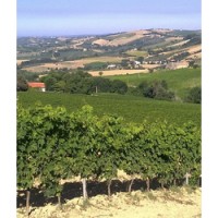Torre Raone's Pecorino vineyards on Abruzzi's Colline Pescaresi hills.