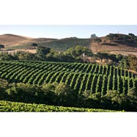 Gundlach-Bundschu Rhinefarm Vineyard