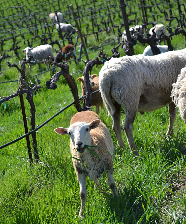 Tablas Creek has incorporated a mixed grazing herd of sheep, alpacas and donkeys into its estate vineyard as part of its biodynamic and regenerative organic farming practices. (Photo from the Tablas Creek website.)
