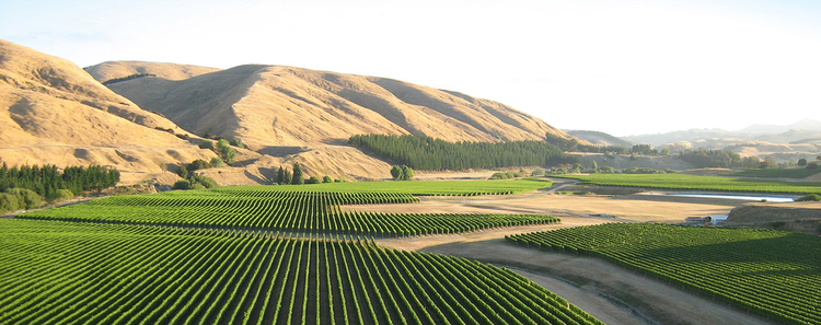 Craggy Range, a family-owned New Zealand winery established in 1998, grows its Sauvignon Blanc in the lower terrace of Martinborough's sustainably farmed Te Muna Road Vineyard, which enjoys a cool, coastal climate with warm, dry summers and mild winters that, the winery says, yield complex and structured wines with subtle aromatics and an elegant finish. –<a href="https://www.kobrandwineandspirits.com/brand-page/craggy-range/green_practices/" target="_new">Image from Craggy Range's Sustainable Practices info page.</a>