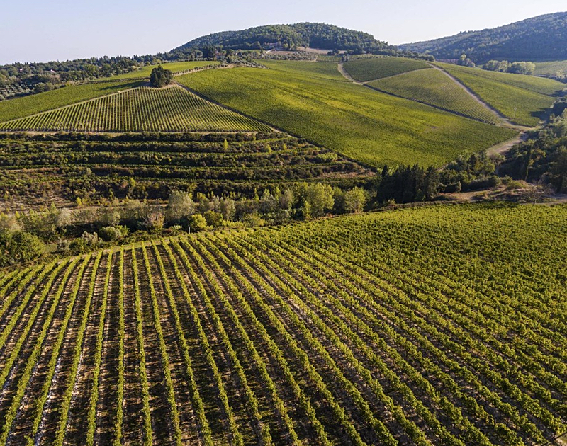 Marchesi Antinori's Tignanello vineyard in Tuscany.