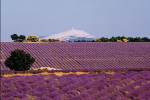 Mont Ventoux forms a backdrop for Provence lavender in bloom.