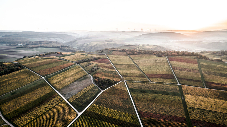 Wagner-Stempel's vineyards seen from above on a cloudy winter day in Rheinhessen.