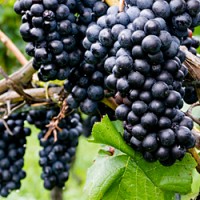 Ripe Willamette Valley Oregon Pinot Noir grape bunches
