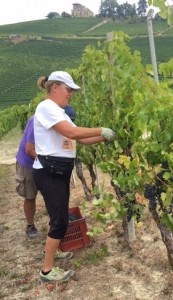Working in the Pertinace vineyards. PHOTO: TERRY DUARTE.