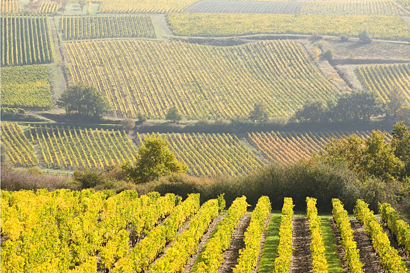 Anjou's rolling hills are covered with Chenin Blanc and Sauvignon Blanc vines.