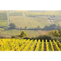 Anjou's rolling hills are covered with Chenin Blanc and Sauvignon Blanc vines.