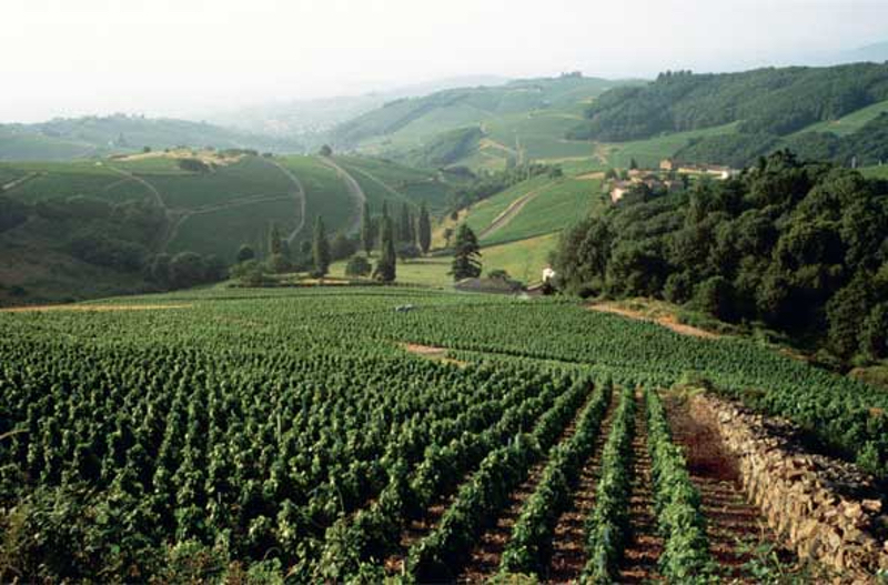 Beaujolais vineyards. (Photo from Decanter magazine, Sept. 1, 2001)