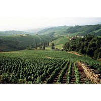 Beaujolais vineyards. (Photo from Decanter magazine, Sept. 1, 2001)