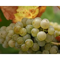 Ripe Melon de Bourgogne grapes ready for harvest at Domaine Jean Aubron in Muscadet. (Photo from the winery's web page.)