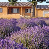 Rows of lavender grow around La Bernarde's Provence winery. (Photo from Skurnik WInes.)