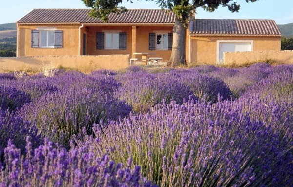 Rows of lavender grow around La Bernarde's Provence winery. (Photo from Skurnik WInes.)